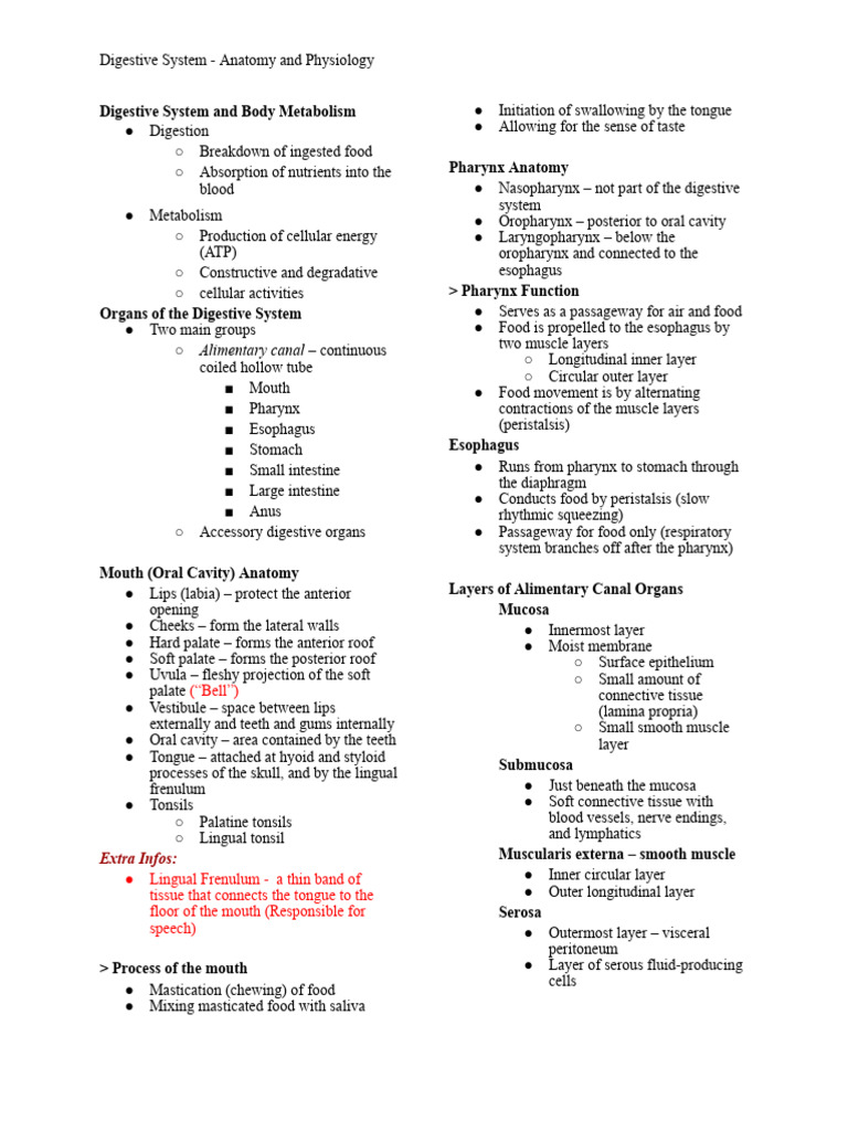 Digestive System Anatomy Overview | PDF | Digestion | Stomach