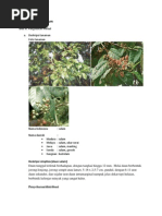 Download daun salam by Dian Reni SN83998431 doc pdf