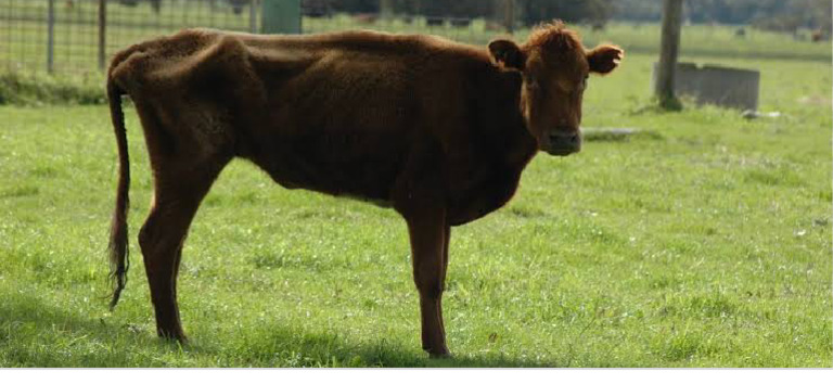 Weak Cow - Google Search | PDF