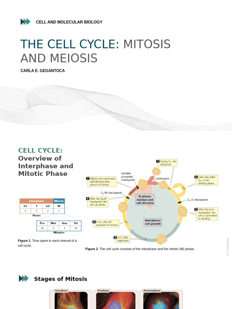 The Cell Cycle-1 | PDF | Mitosis | Meiosis