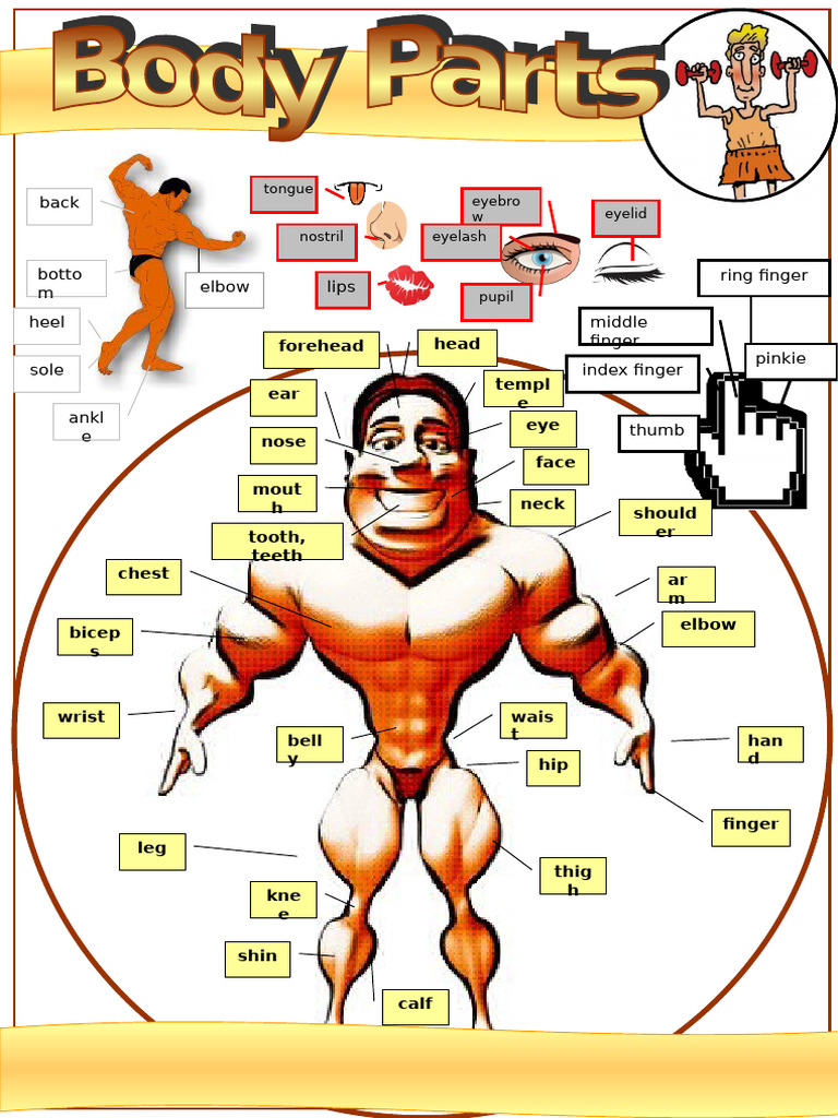 Body Parts Names and Images PDF | PDF | Limbs (Anatomy) | Human Anatomy
