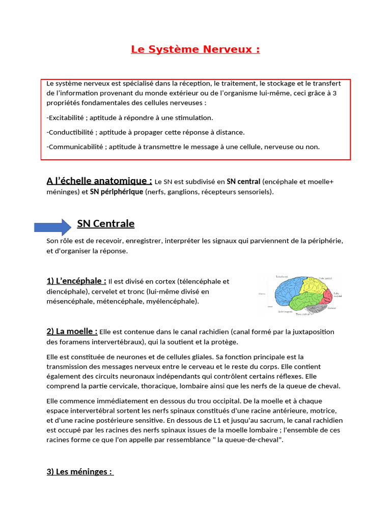 Comprendre le Système Nerveux Humain | PDF | Synapse | Acide glutamique