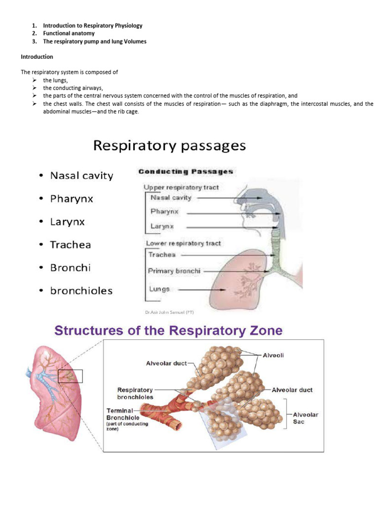 Overview of Respiratory Physiology | PDF | Lung | Respiratory System