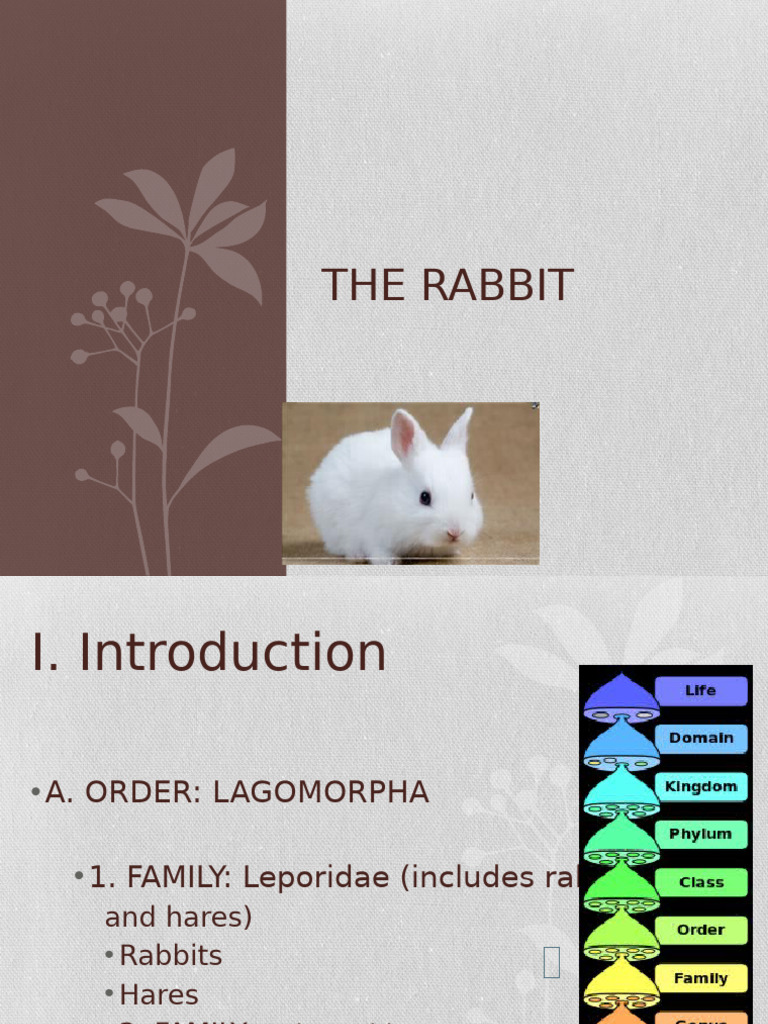 Comprehensive Guide to Rabbits | PDF | Senses | Rabbit