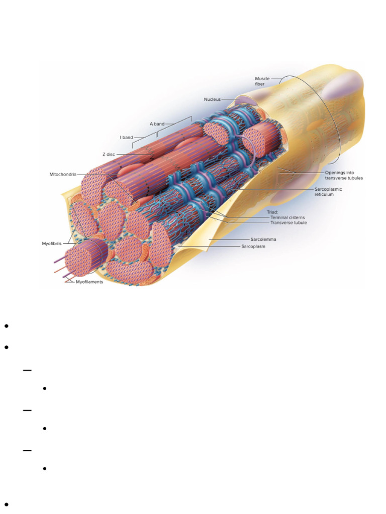 Chapter 8 Muscle Physiology | PDF | Muscle Contraction | Skeletal Muscle