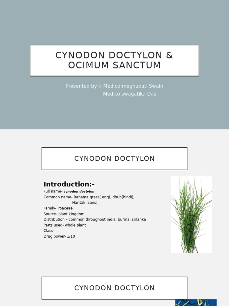 Cynodon Dactylon & Ocimum Sanctum Overview | PDF