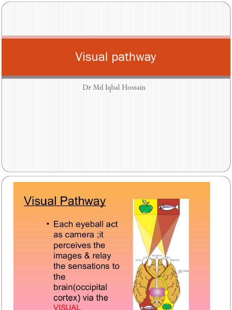 Visual Pathway and Pupillary Reflex Overview | PDF