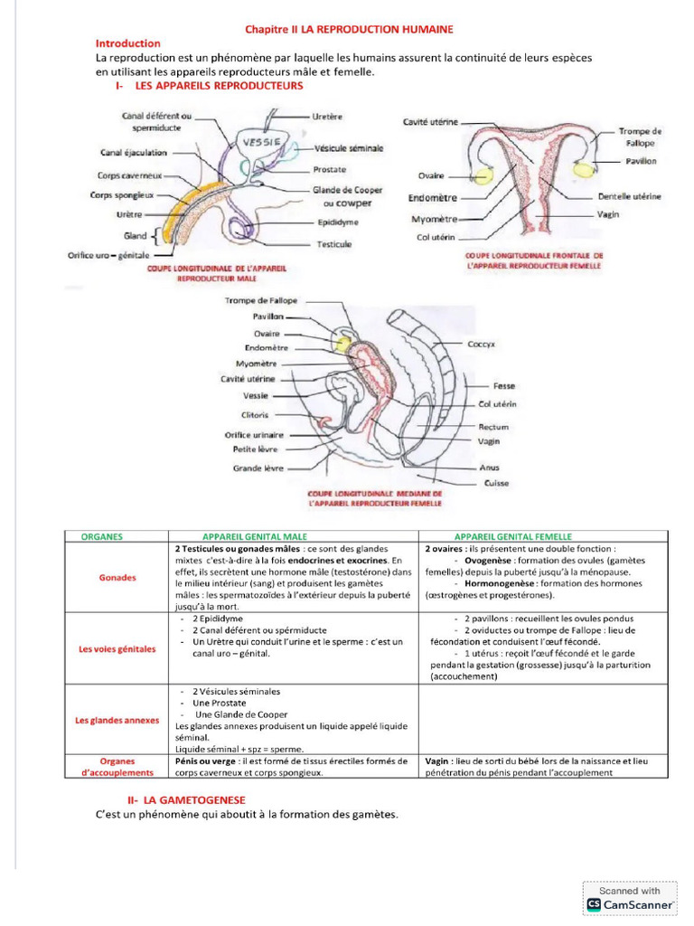 Reproduction Humaine | PDF