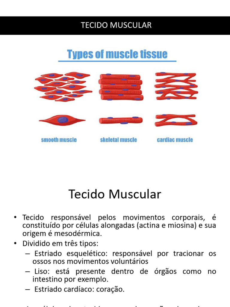 Tecido Muscular | PDF | Músculo | Anatomia
