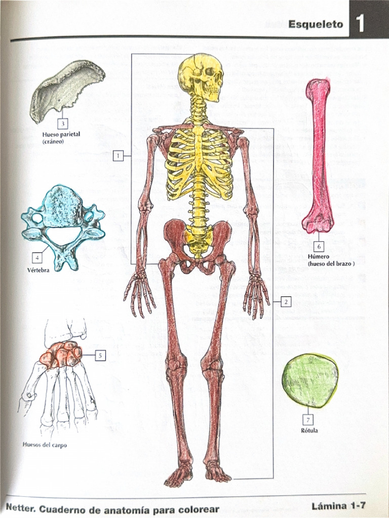 Esqueleto Colores | PDF