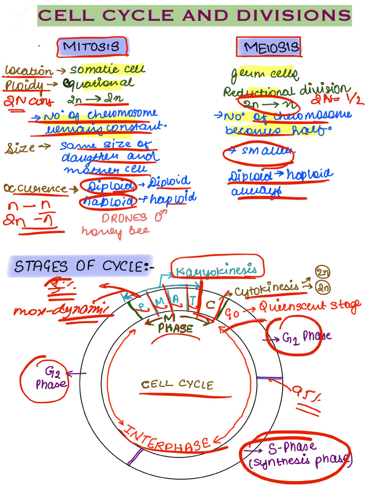 Cell Cycle and Division Class 11th Chapter 10 | PDF