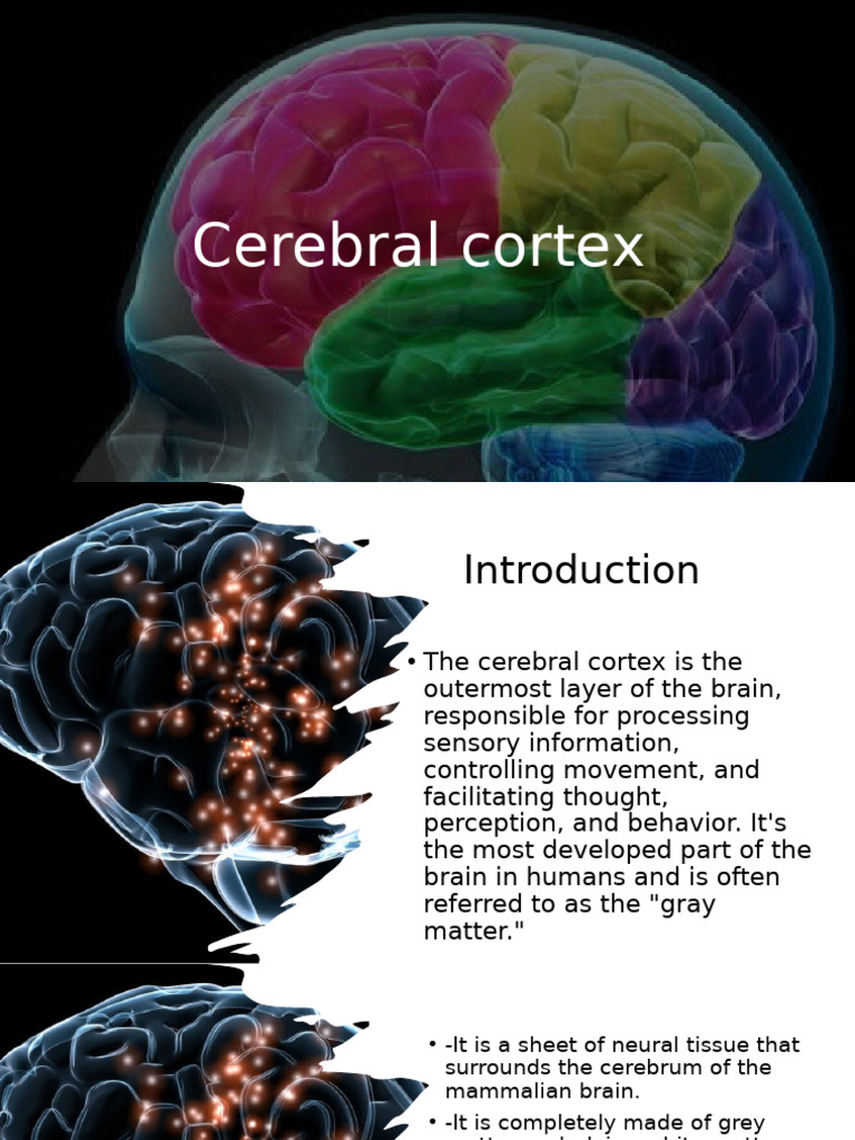 Overview of the Parietal Lobe Functions | PDF | Parietal Lobe | Cerebellum