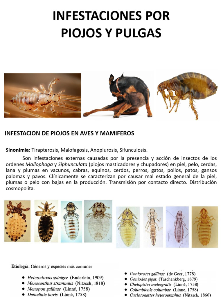 infestaciones-por-piojos-y-pulgas-pdf-zoolog-a