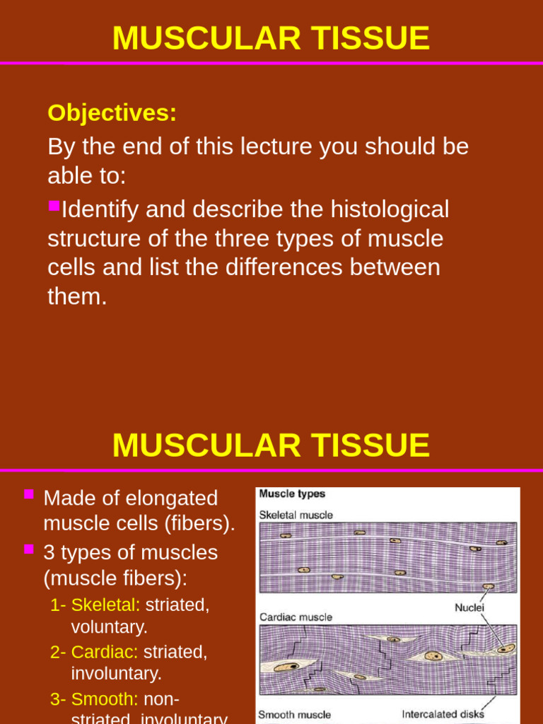 Muscle TISSUE FINAL | PDF | Cardiac Muscle | Skeletal Muscle