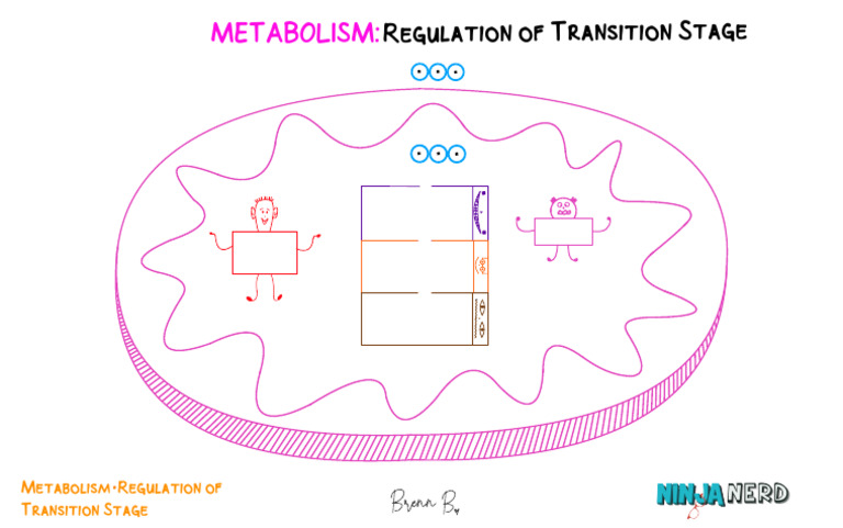 Metabolism Transition Stage Regulation | PDF