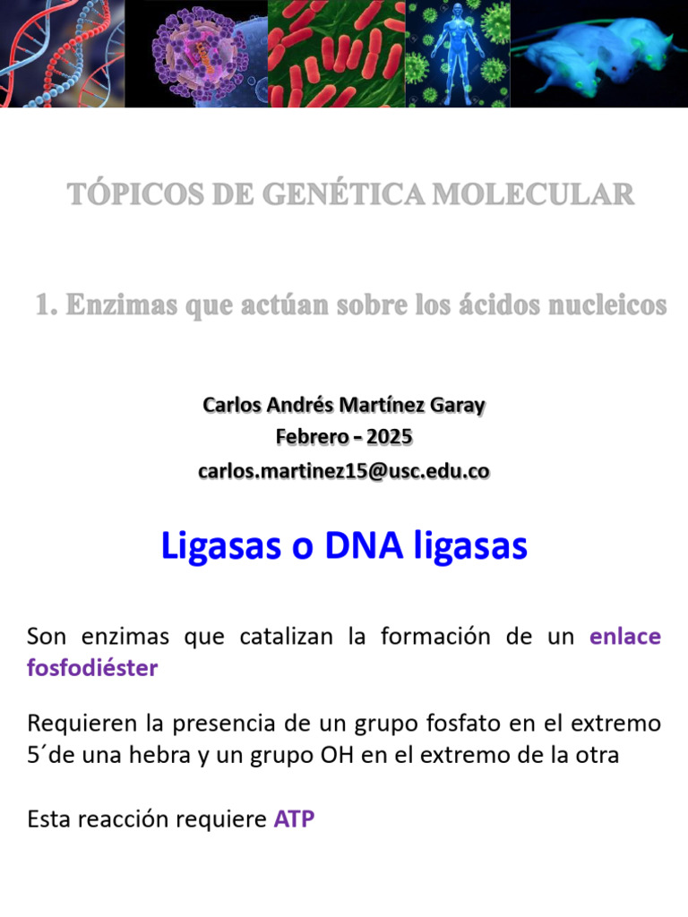 Ligasas y Polimerasas | PDF | Adn | Adn Ligase