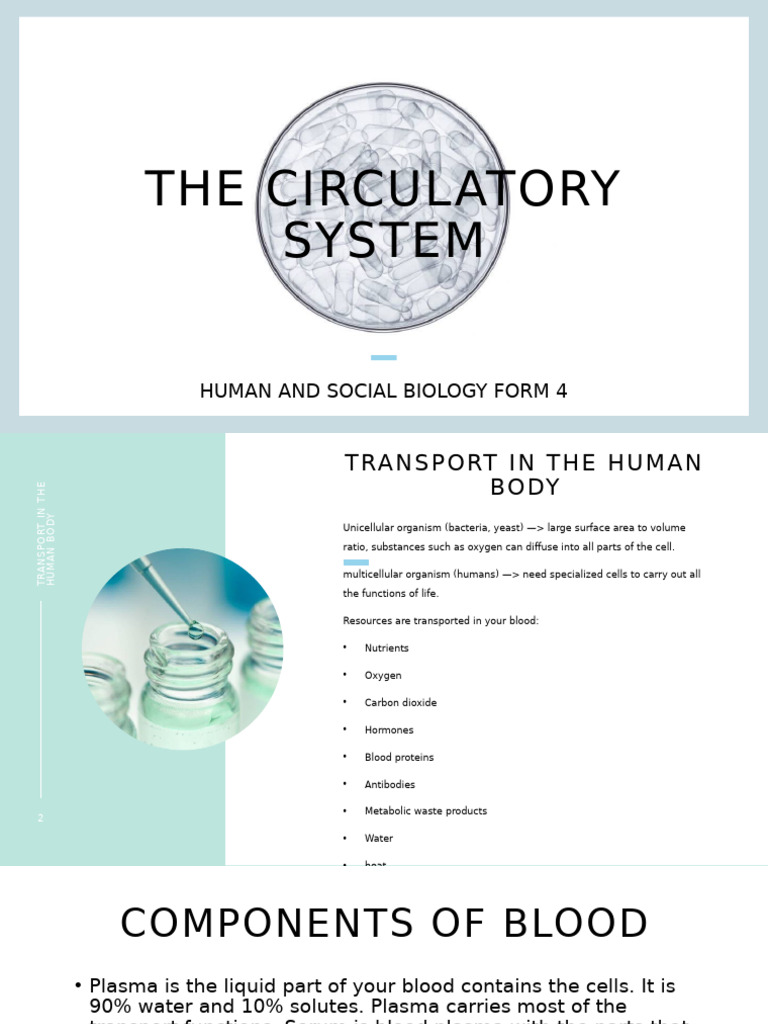Understanding the Human Circulatory System | PDF | Artery | Blood