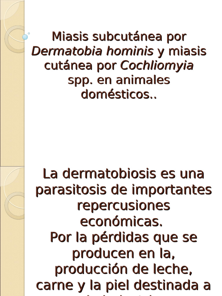 Miasis Por Dermatobia y Cochliomyia | PDF | Mosca | Insectos