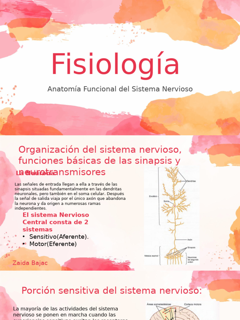 4 - G4 Anatomía Del Sistema Nervioso | PDF | Sinapsis | Neurona