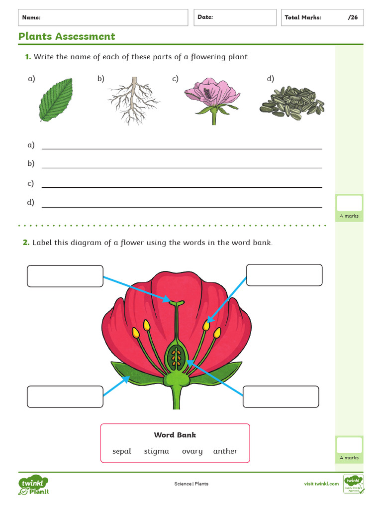 Flower Parts and Functions Assessment | PDF | Flowers | Seed