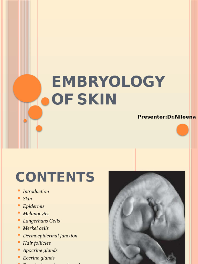 Embryology of Skin Development | PDF | Skin | Epidermis