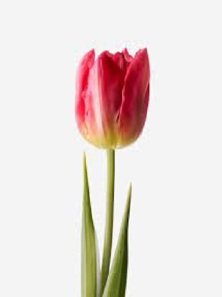 Tulip Pdf