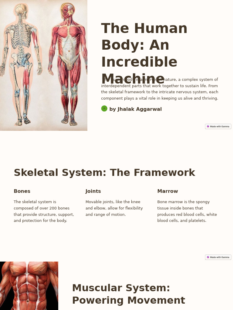 Human Body Systems Explained | PDF | Human Body | Muscle