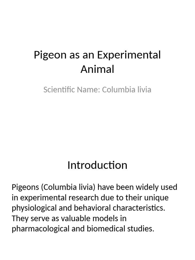 Pigeons in Experimental Research Models | PDF