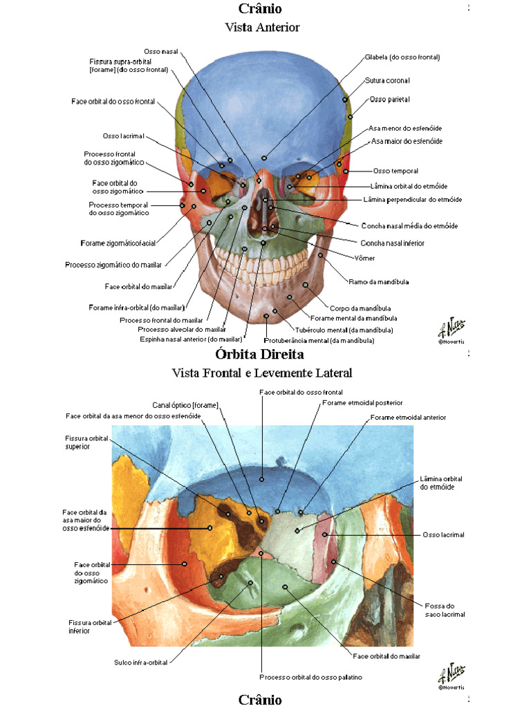 Atlas de Anatomia Humana - Netter | PDF