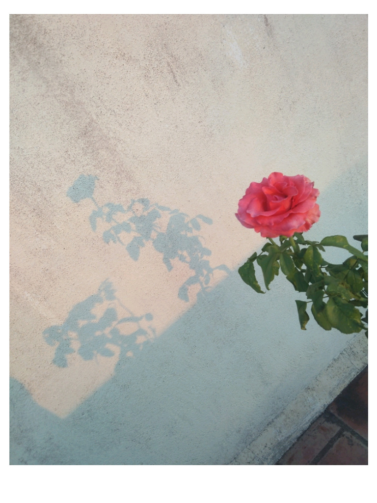 Rose With Shadow PDF | PDF