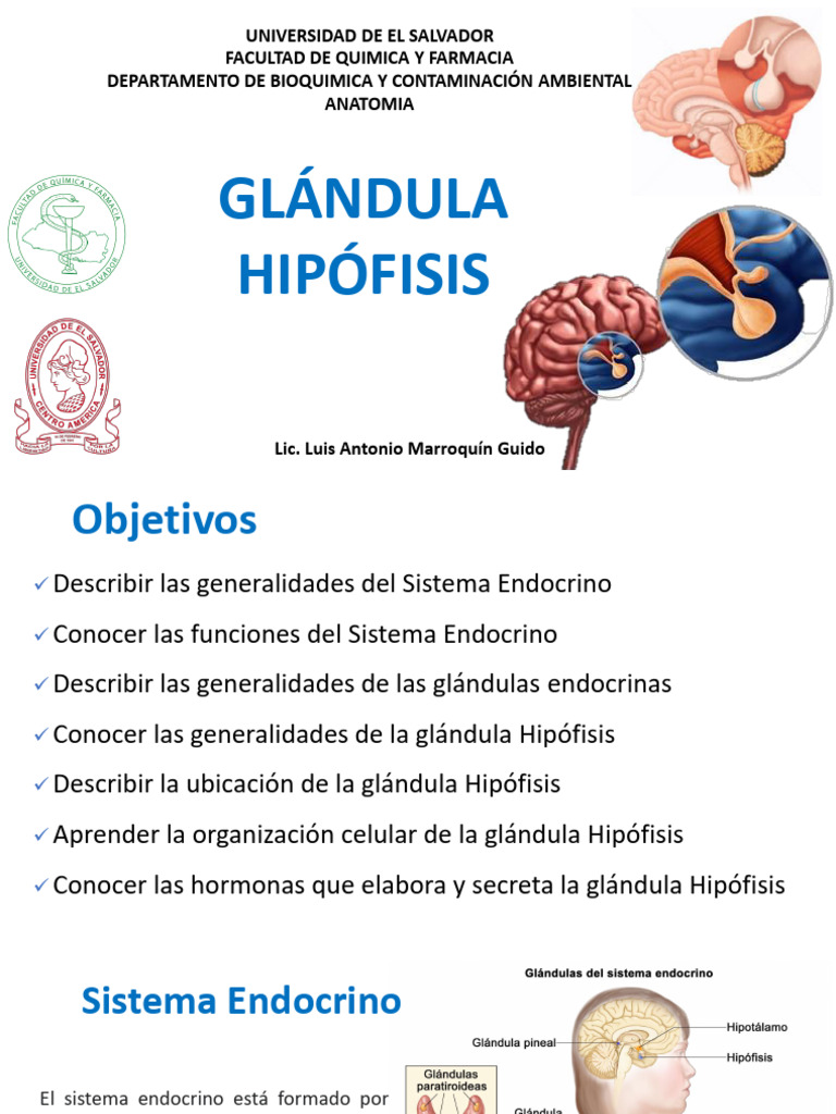 Anatomía y Funciones de la Hipófisis | PDF | Sistema endocrino