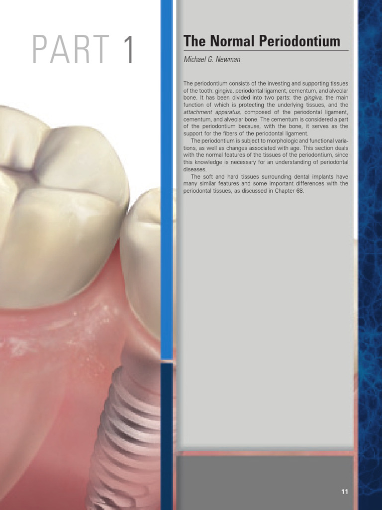 Anatomy of the Normal Periodontium | PDF | Epithelium | Periodontology