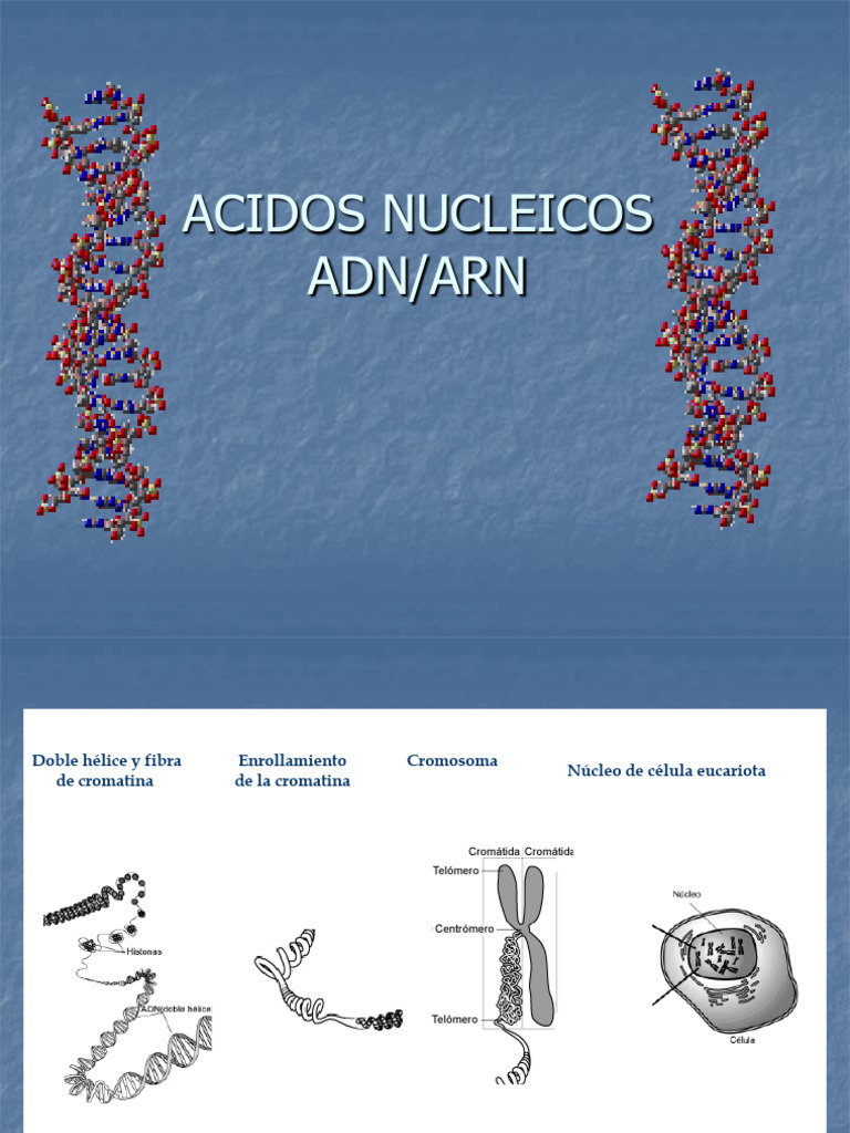 Acidos Nucleicos | PDF | Rna | Adn