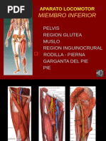 Anatomía y partes de la tibia | PDF | Anatomía humana | Anatomía del ...