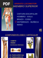 Músculos y Tendones Extensores de Muñeca | PDF | Mano | Extremidades ...