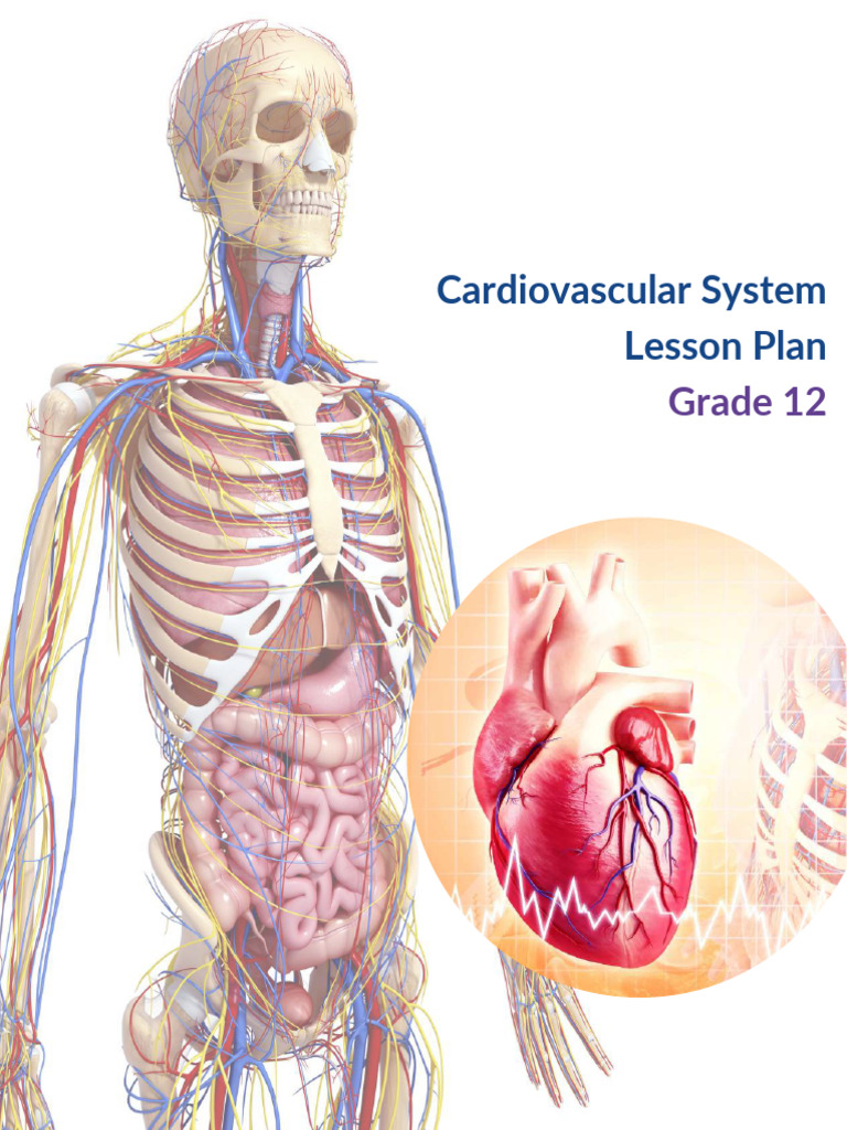 Humane Science Human Cardiovascular Grade 12 Lesson Plan | PDF | Artery ...