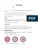 Animal Tissues Levels of Organization: Tissue