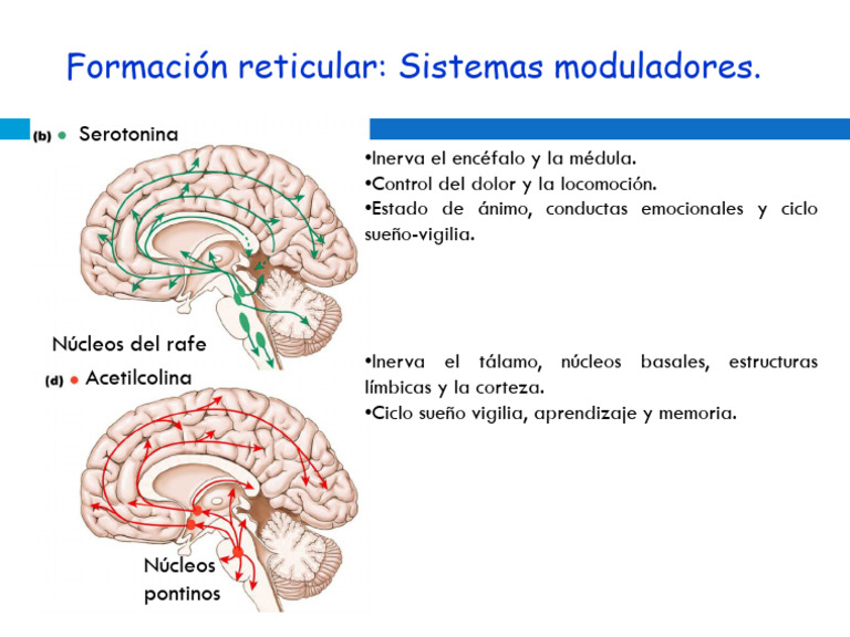 Formación Reticular y Neurotransmisores | PDF