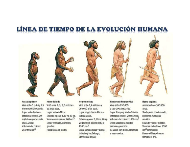 Linea de Tiempo Evolución Del Hombre | PDF
