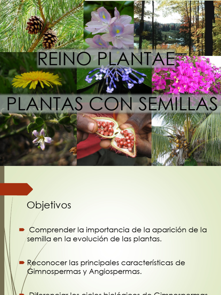 Plantas - Gimnospermas y Angiospermas 2024 | PDF | Flores | Tallo de la ...