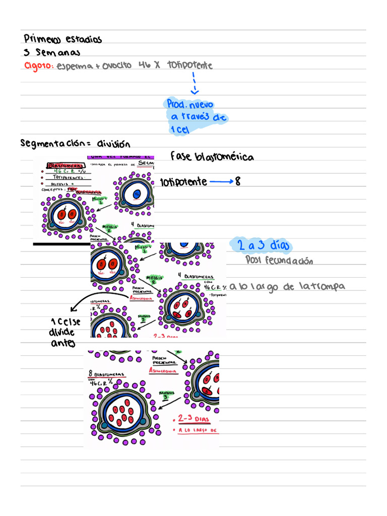 Embrio | PDF