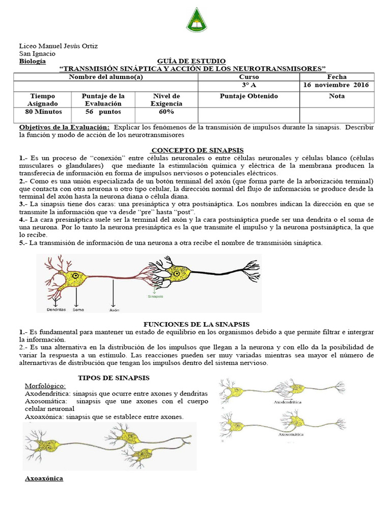 Sinapsis y Neurotransmisores: Guía de Estudio | PDF | Sinapsis ...