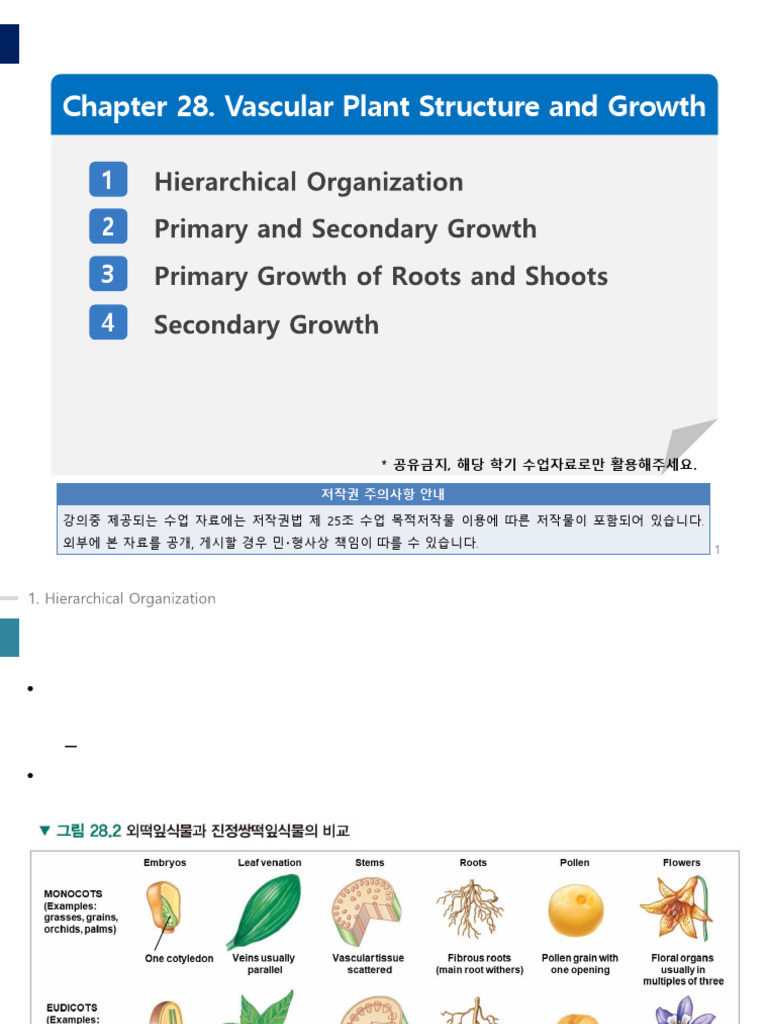 일반생물학ch28 | PDF | Tissue (Biology) | Leaf