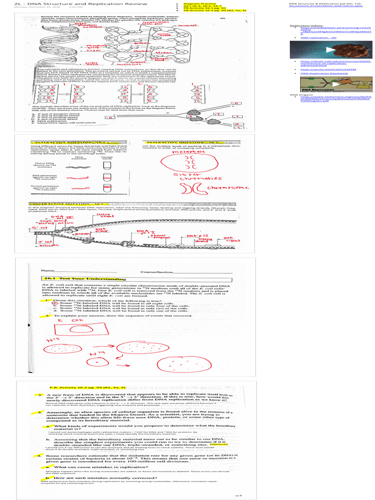 DNA Structure and Replication Overview | PDF | Dna | Dna Replication