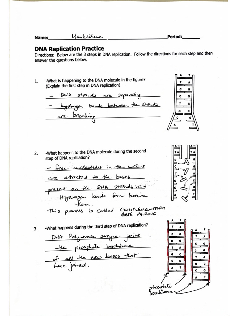 DNA Replication | PDF