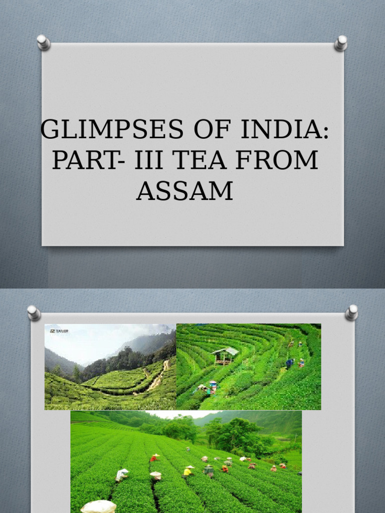 Assam's Tea Gardens: A Journey | PDF
