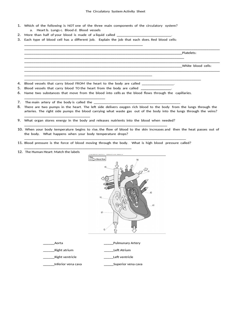 Grade 6 Circulatory System Worksheet | PDF | Circulatory System | Blood