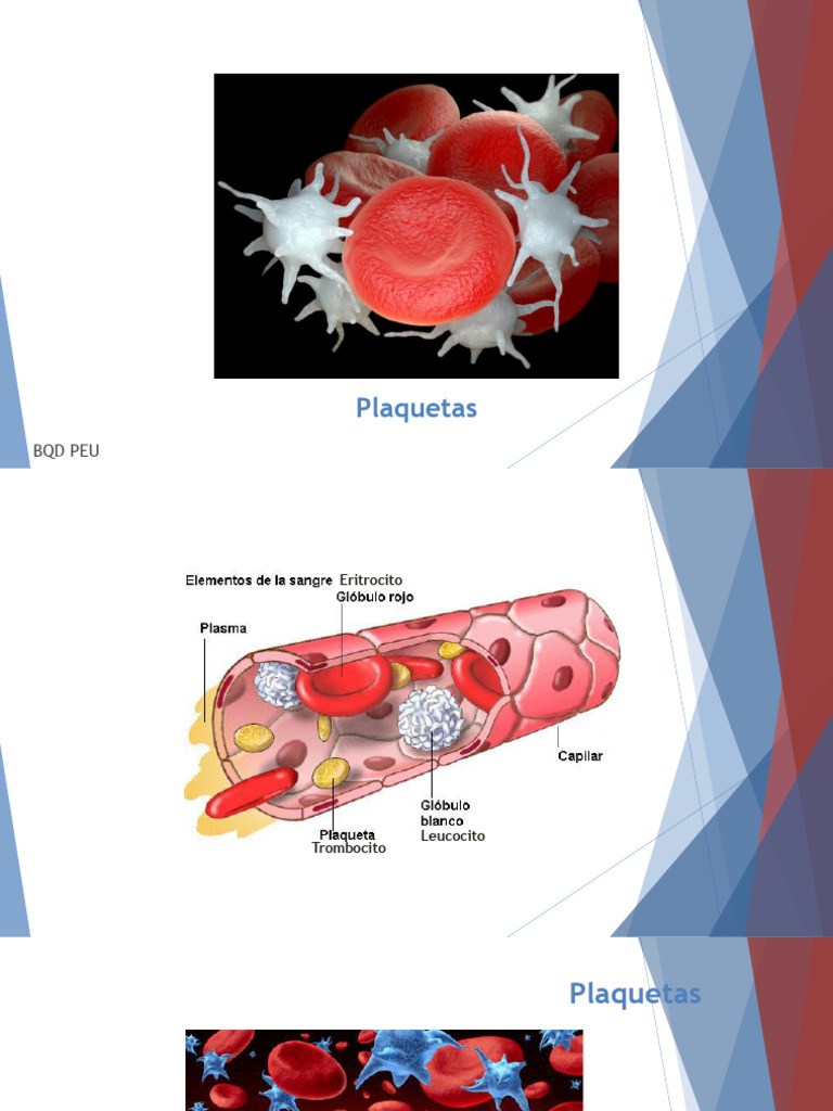 Hematología I: Plaquetas | PDF | Plaqueta | Sangre