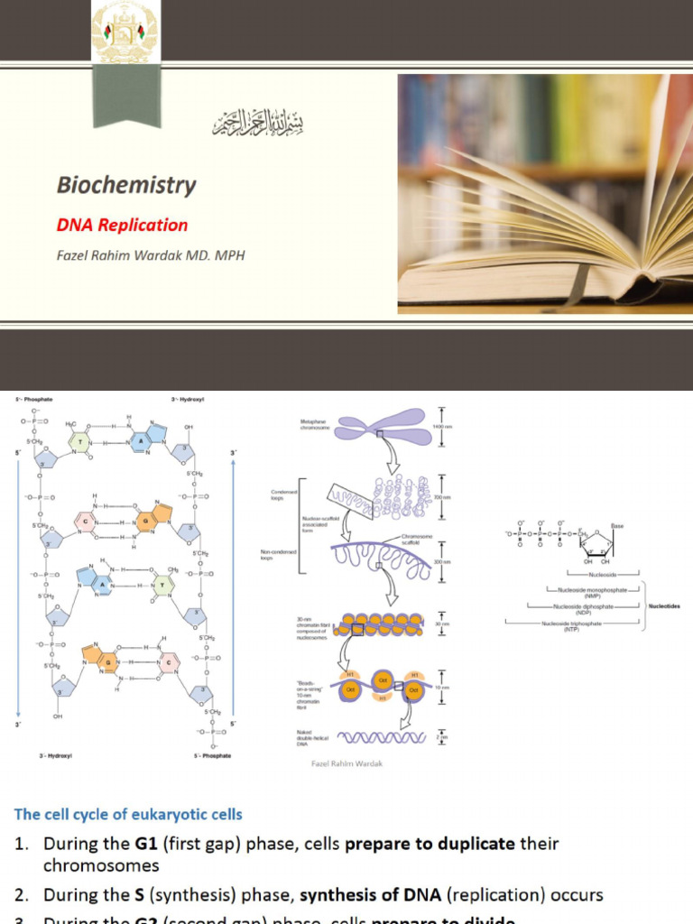 030 - DNA Replication and Repair | PDF