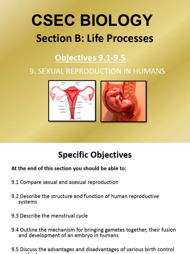 Human Sexual Reproduction Overview | PDF | Menstrual Cycle ...